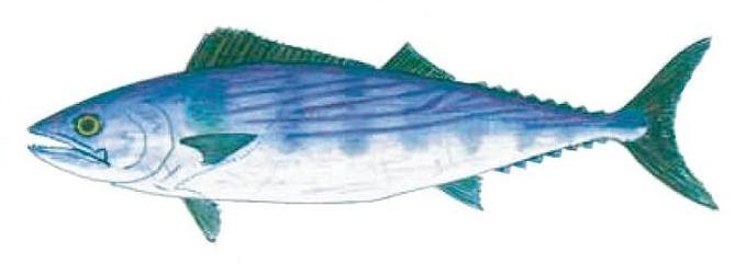 Ilustración de bonito