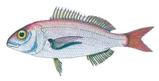 Ilustración de garapello