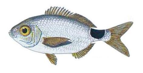 Ilustración de oblada
