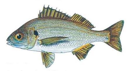 Ilustración de roncador