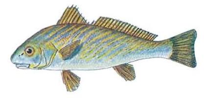 Ilustración de corval