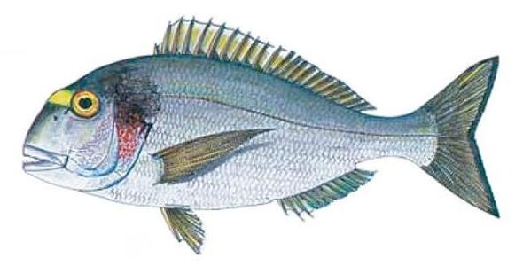 Ilustración de dorada